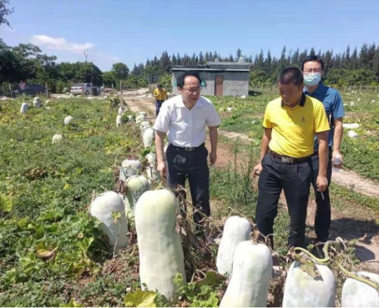 省供銷社黨委書記、理事會主任雷雨幫助農(nóng)戶銷售冬瓜